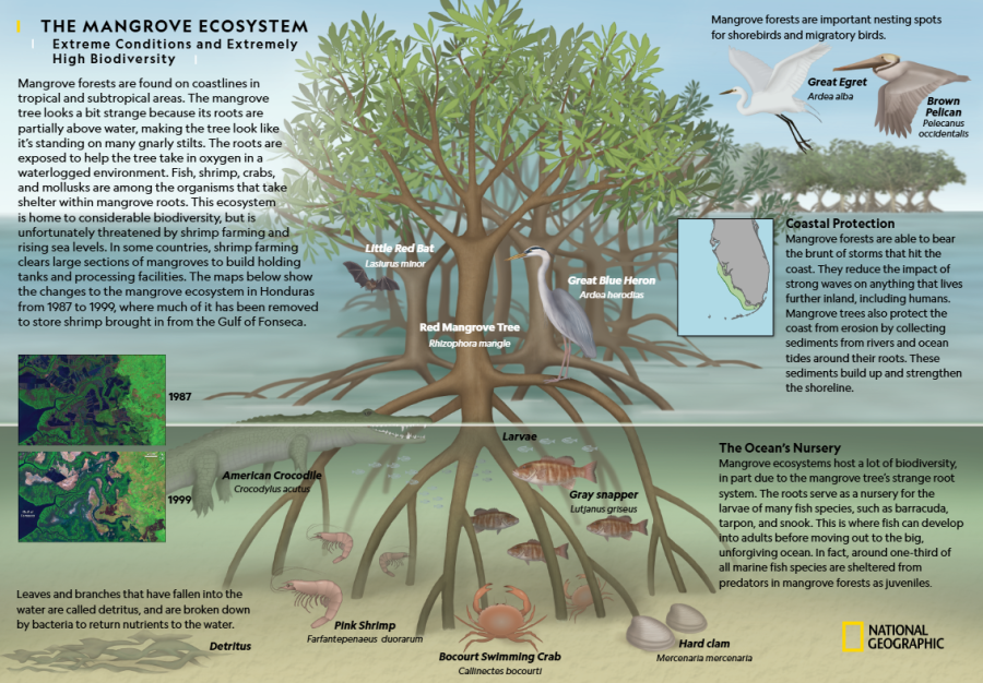 the-mangrove-ecosystem.png the-mangrove-ecosystem.png