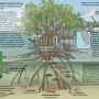the-mangrove-ecosystem.png